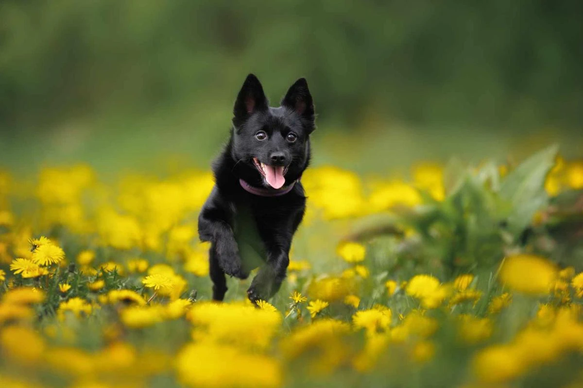Schipperke